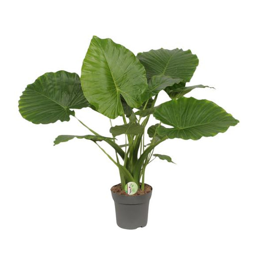 #AlocasiaCalifornia
#HousePlants
#IndoorPlants
#TropicalPlants
#PlantLovers
#GreenLiving
#UrbanJungle
#BigLeafPlants
#ExoticPlants
#PlantCare
#AirPurifyingPlants
#HomeDecorPlants
#ModernLiving
#TropicalHomeDecor
#BuyPlantsOnline
#ShopAlocasia
#PlantDecor
#IndoorJungle
#ShopNow