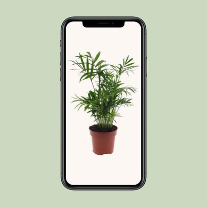Chamaedorea Elegans - Mexicaanse Bergpalm