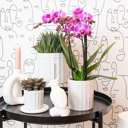 Paars/ roze Phalaenopsis orchidee - Mineral Vienna