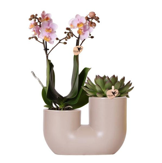 Set van roze orchidee Andorra en Succulent in Tube sierpot Sand potmaat