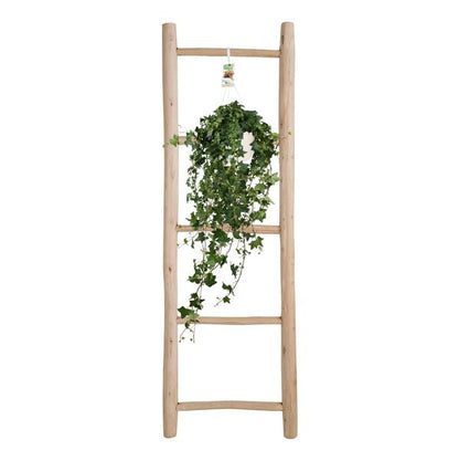 Hedera Helix Pitsburg - Hang/XXL