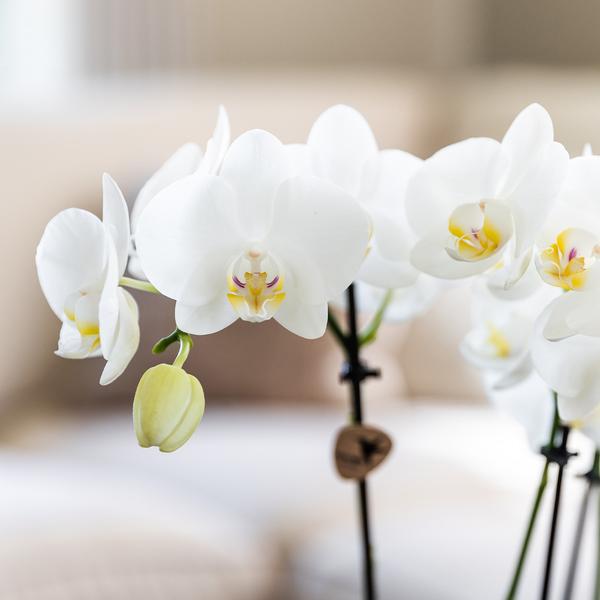 verrassingsbox met 4 verschillende orchideeën