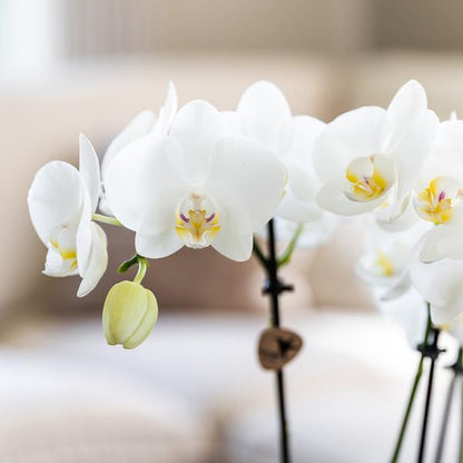 verrassingsbox met 4 verschillende orchideeën