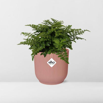 Asplenium Parvati in ELHO Vibes Fold roze