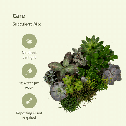 Succulenten Mix - 18 stuks - 10 cm - Ø8,5