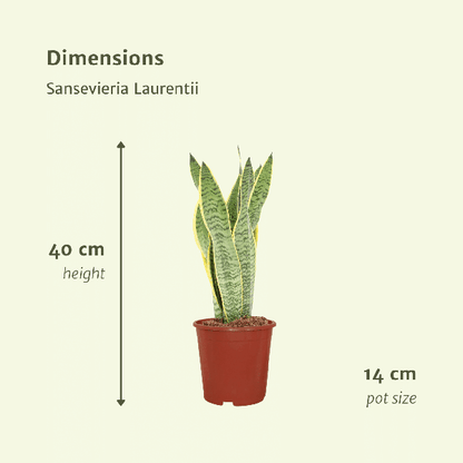 Sansevieria Laurentii - Vrouwentong set van 2