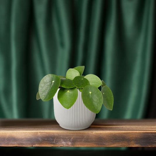 Pilea Peperomiodes - Pannekoekenplant