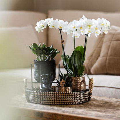Plantenset met Phalaenopsis Orchidee en Succulenten incl. keramieken sierpotten