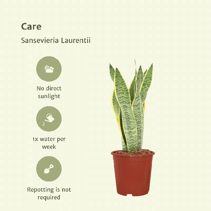 Sansevieria Laurentii - Vrouwentong set van 2