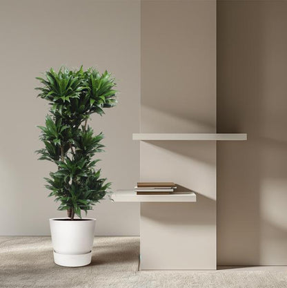 Dracaena Compacta