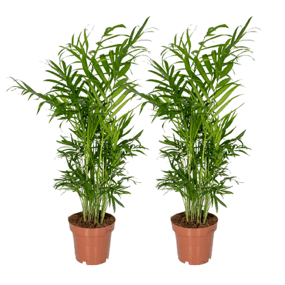 Chamaedorea Elegans (Mexicaanse Bergpalm) - 2 stuks