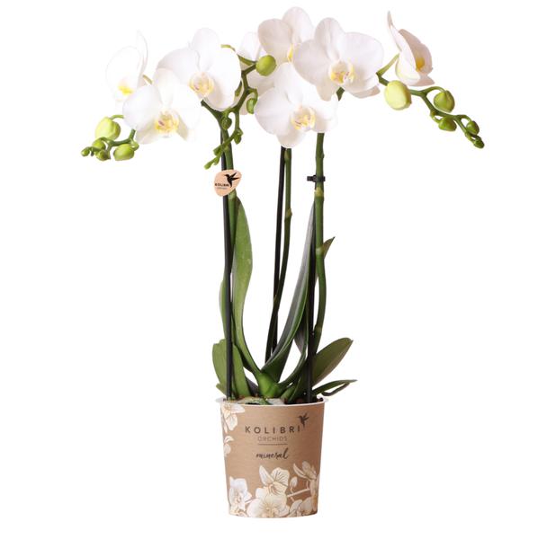 Witte Phalaenopsis orchidee - Amabilis - potmaat Ø9cm