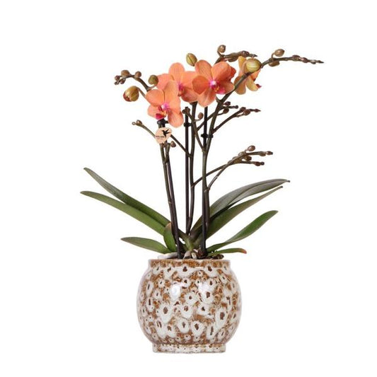 Oranje Phalaenopsis orchidee - Mineral Bolzano + Safari pot