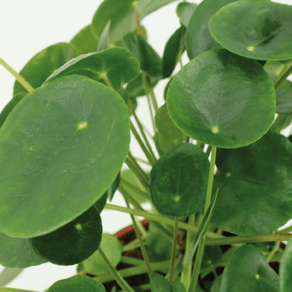 Pilea Peperomiodes - Pannekoekenplant set van 2