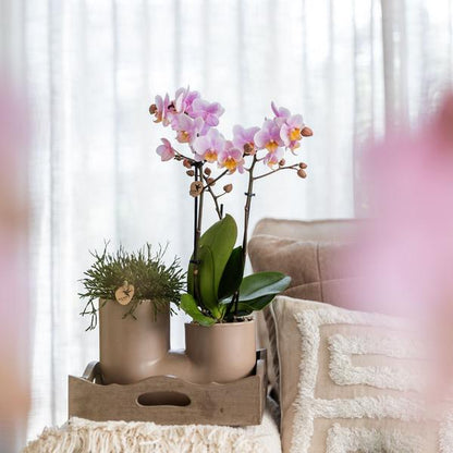 Set van roze orchidee Andorra en Succulent in Tube sierpot Sand potmaat