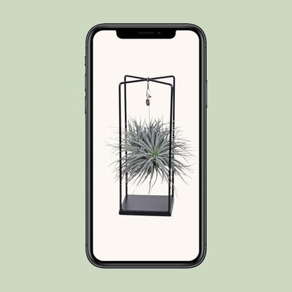 Tillandsia Cube Mix 1 stuk