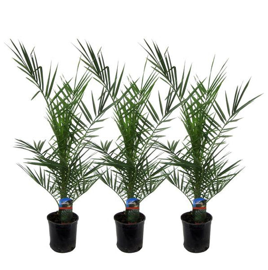 Phoenix Canariensis trio