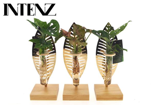 Kamerplanten Mix In Verona Glas - Ø7cm - ↕10cm