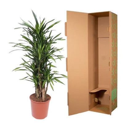 Dracaena Riki