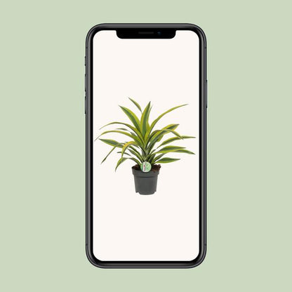 Dracaena Fragrans Lemon Lime