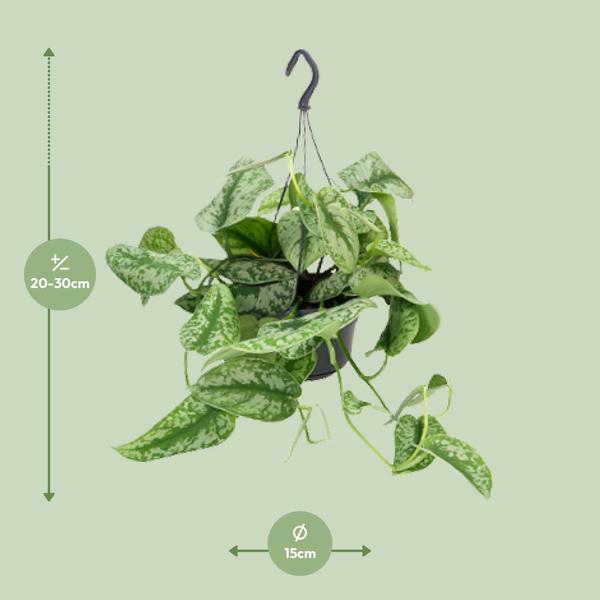 Scindapsus Pictus Trebie