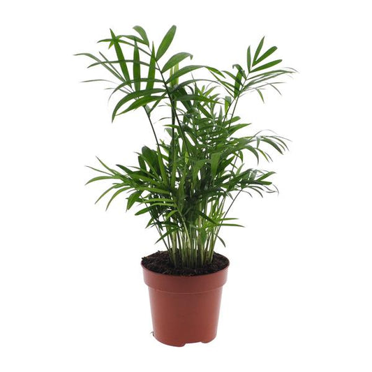 Chamaedorea Elegans - Mexicaanse Bergpalm
