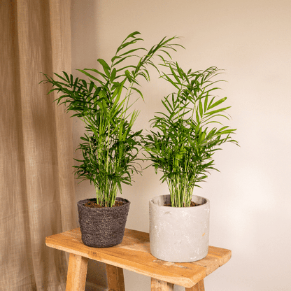 Chamaedorea Elegans (Mexicaanse Bergpalm) - 2 stuks