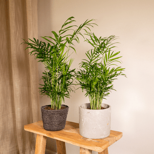 Chamaedorea Elegans (Mexicaanse Bergpalm) - 2 stuks