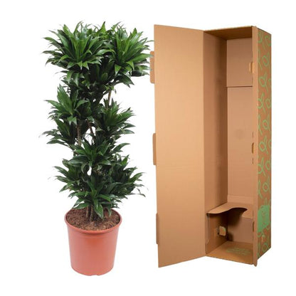 Dracaena Compacta