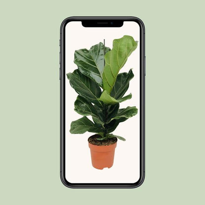 Ficus Lyrata