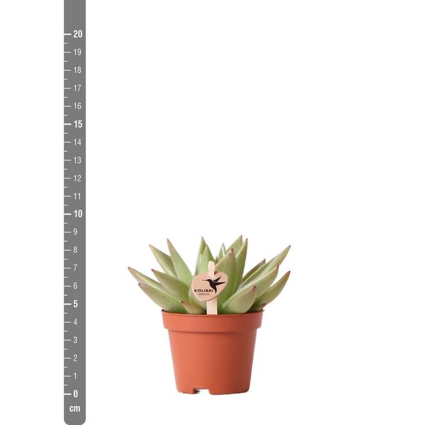 Groene plant - Succulent Echeveria Miranda