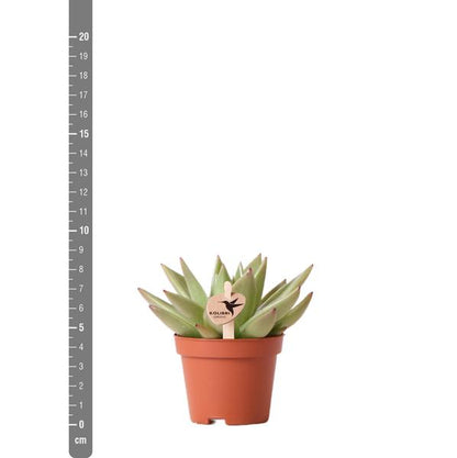Groene plant - Succulent Echeveria Miranda