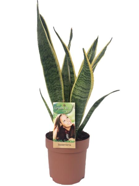Sansevieria Laurentii