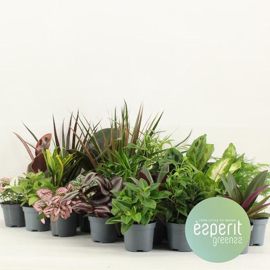 Groenmix Greenss - 24 stuks