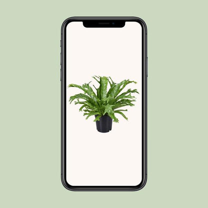 Asplenium Nidus Crissie - Ø17cm - ↕40cm