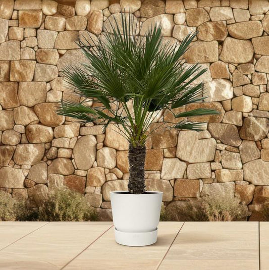 Chamaerops Humilis op stam