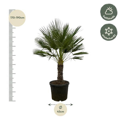 Chamaerops Humilis op stam