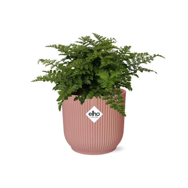 Asplenium Parvati in ELHO Vibes Fold roze