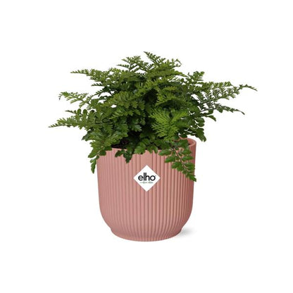 Asplenium Parvati in ELHO Vibes Fold roze