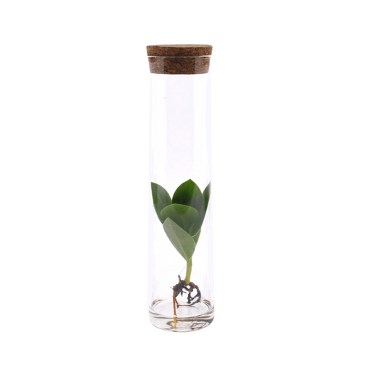 Clusia In Tube Glas