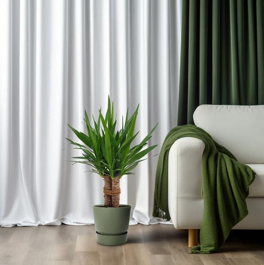 Yucca "Tres Cañas" 30 Stam