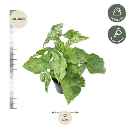 Syngonium Mottled