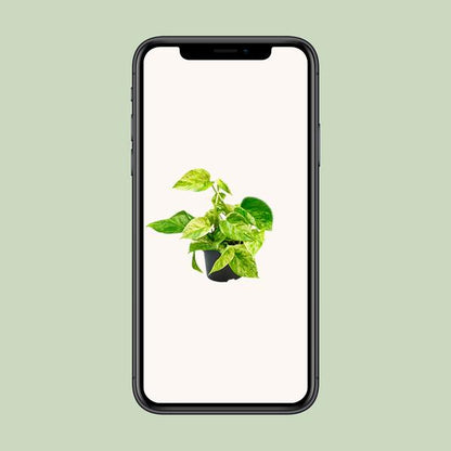 Epipremnum Marble Queen - Scindapsus