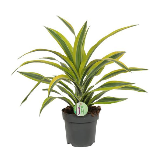 Dracaena Fragrans Lemon Lime