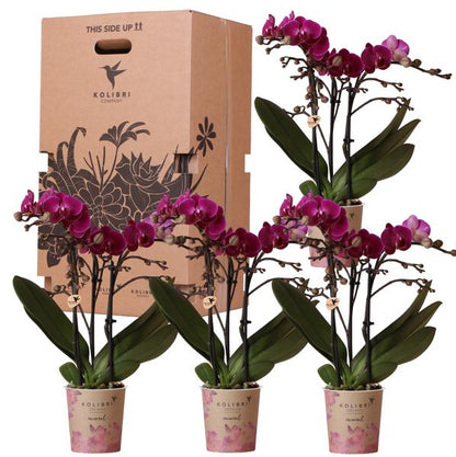 Orchids - Surprise box eenkleurig  - verrassingsbox met 4 verschillende orchideeën