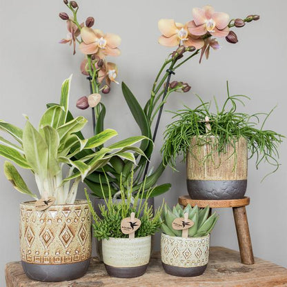 Groene plant - Succulent Echeveria Miranda