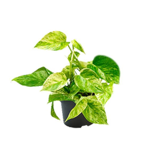 Epipremnum Marble Queen - Scindapsus