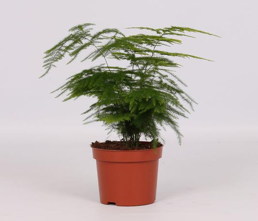 Asparagus Setaceus