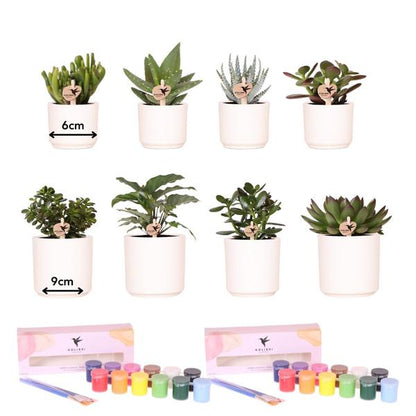 Verfpakket voor het schilderen van 8 bloempotten + succulenten