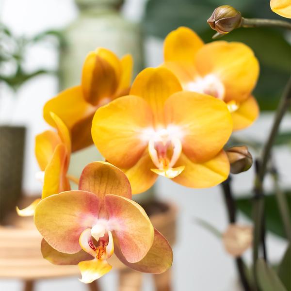 verrassingsbox met 4 verschillende orchideeën